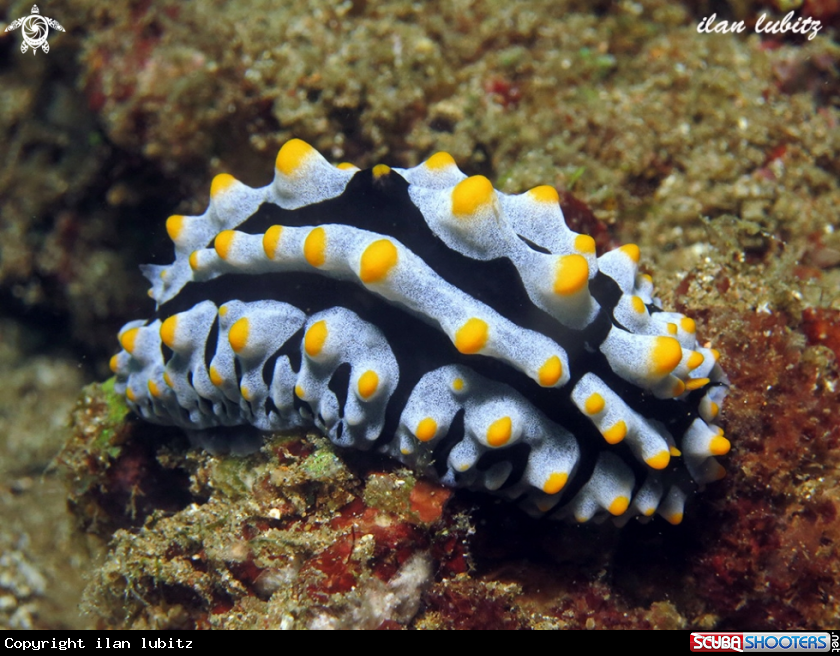 A Nudibranch