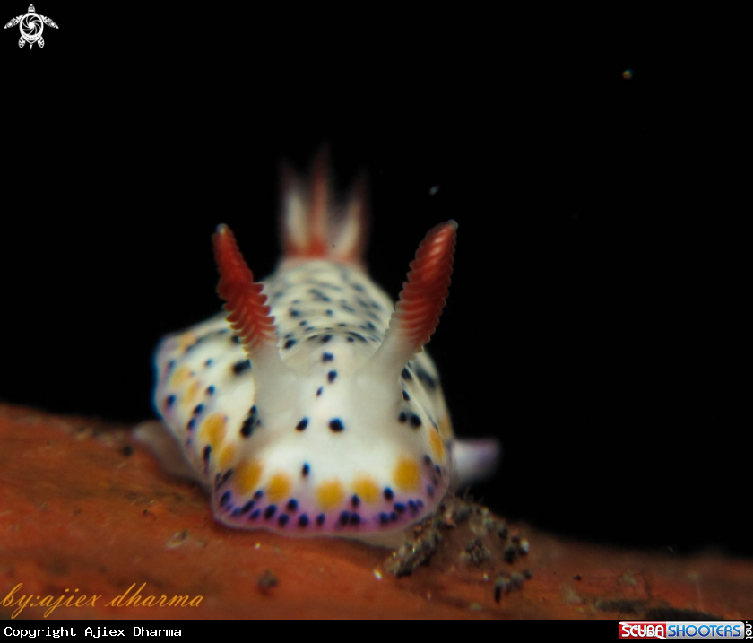 A hypselodoris 