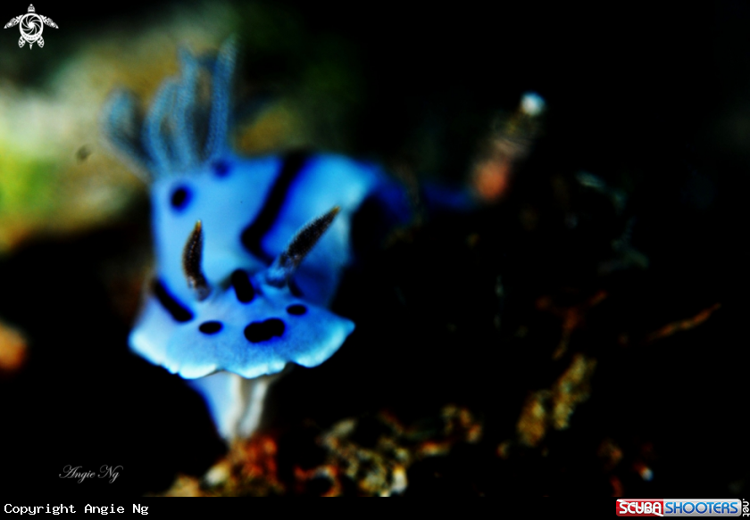 A Nudi