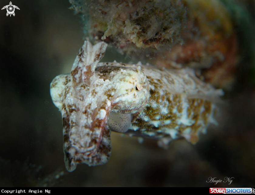 A Cuttlefish 