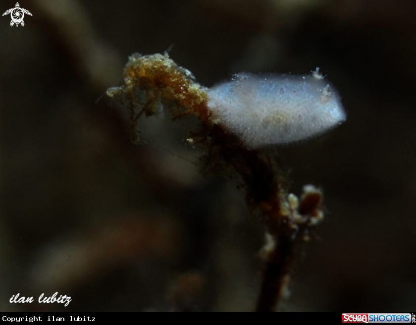 A Nudibranch