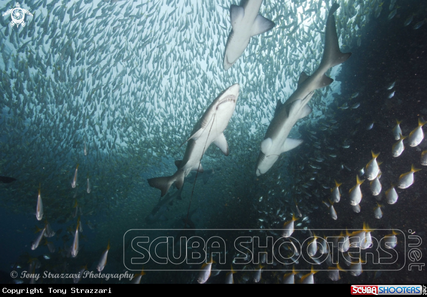 A Grey Nurse Shark (Sand Tiger, Ragged Tooth)