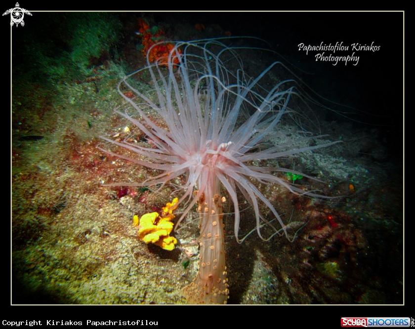 A Tuberculate night anemone 