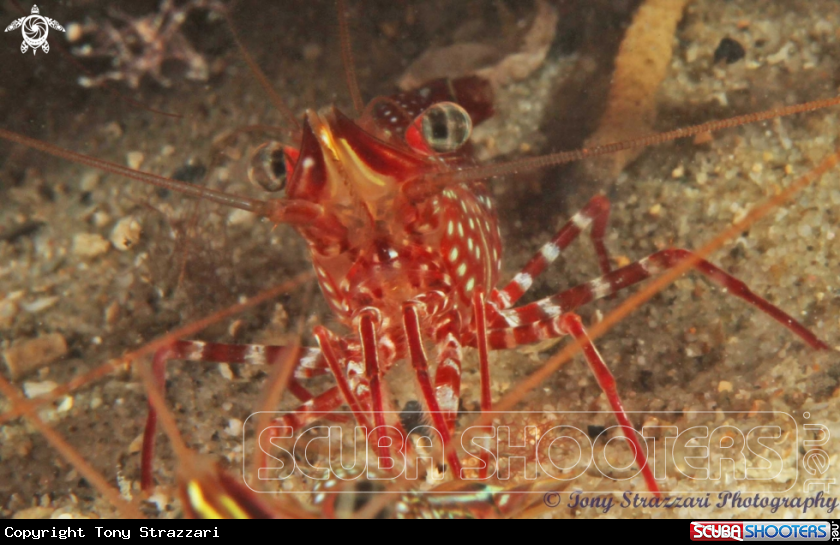 A Serrated Hinge-Back Shrimp