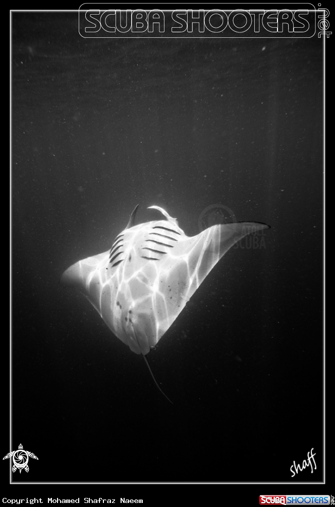 A Manta Ray