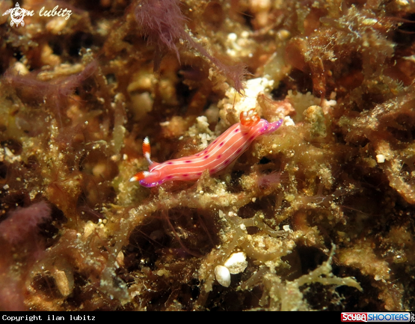 A nudibranch