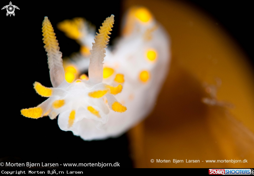 A Nudibranch