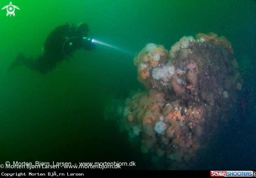 A The Anemone wreck