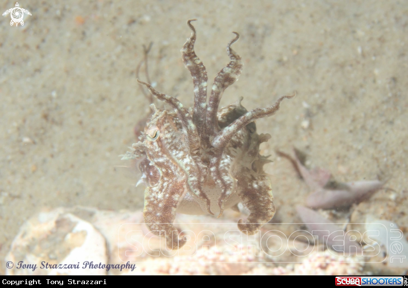 A Mourning cuttle