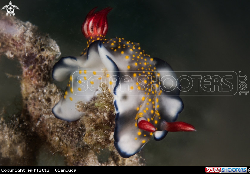 A hypselodoris infuocata