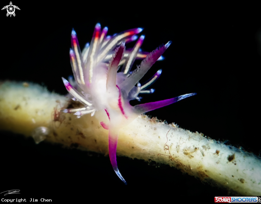 A Redline Flabellina