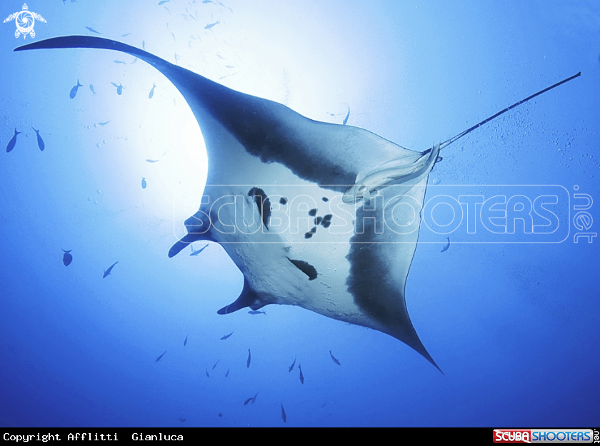 A manta