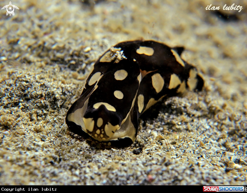 A sea slug