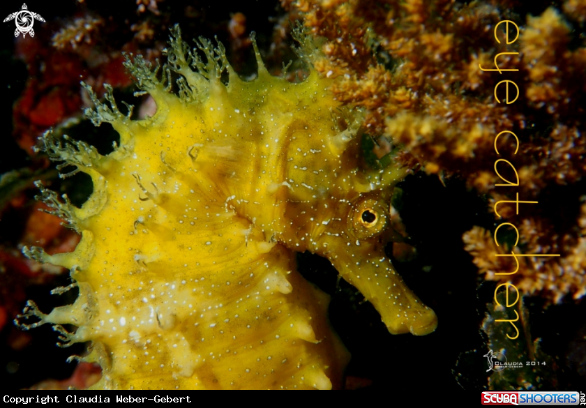 A thorny seahorse