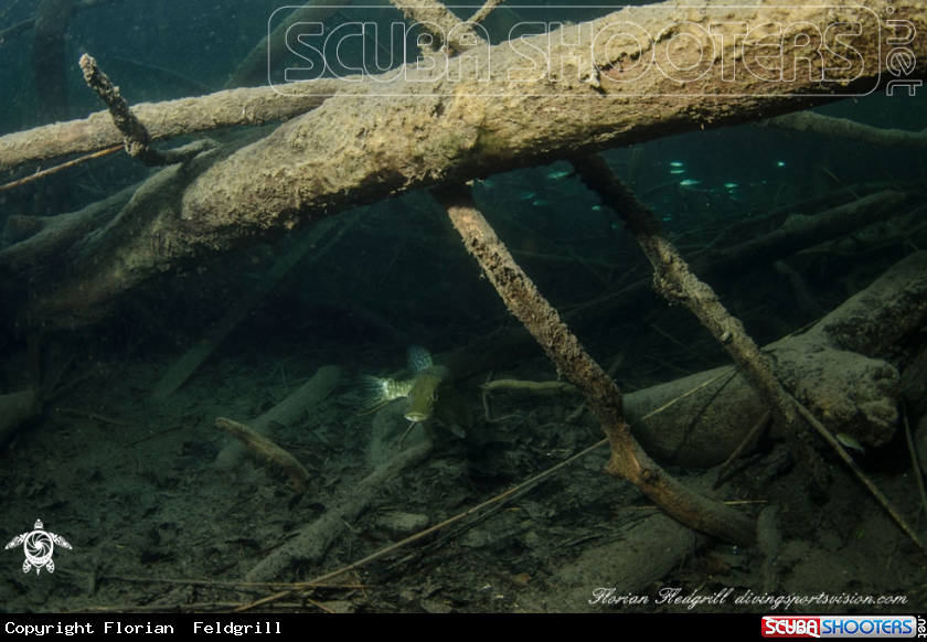 A Pike Weissensee