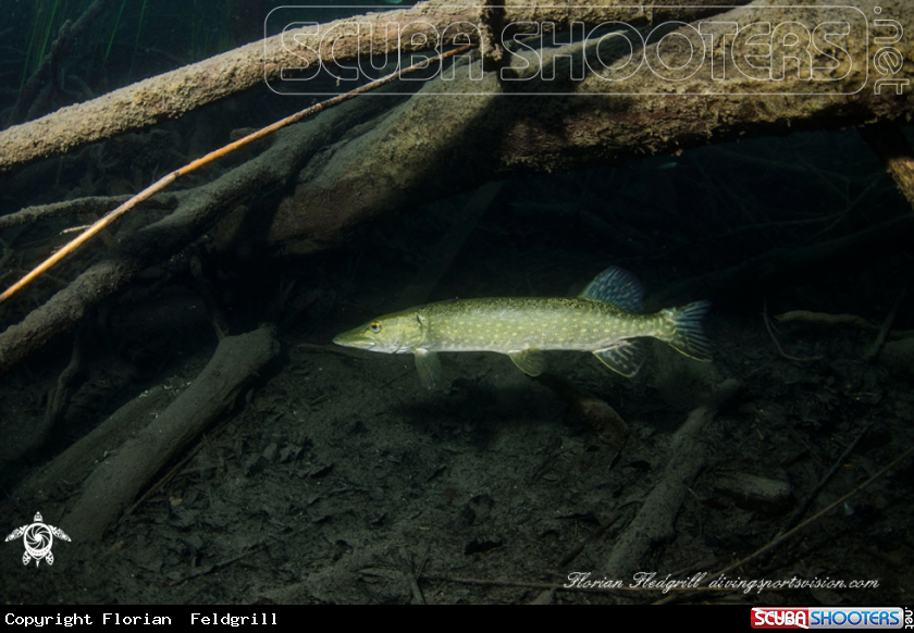 A Pike Weissensee