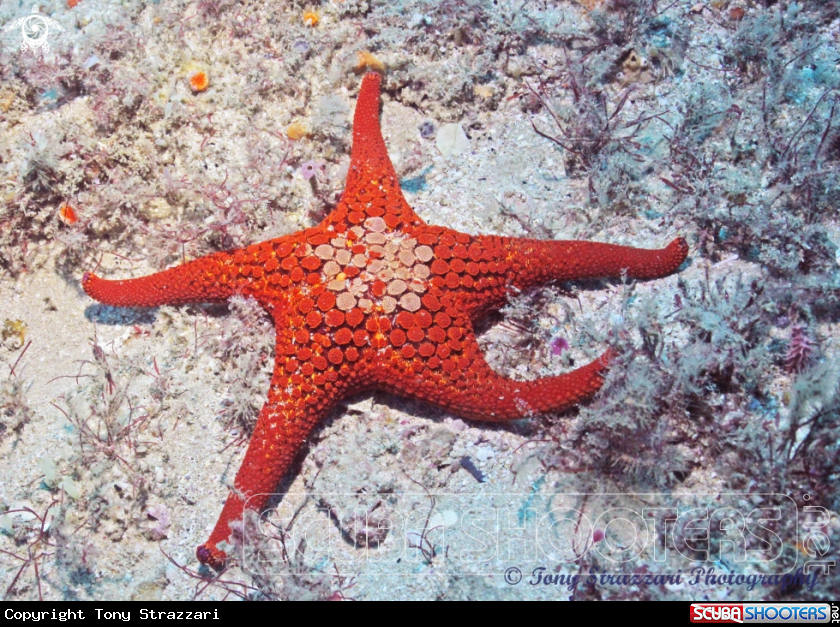 A Ocellate Seastar