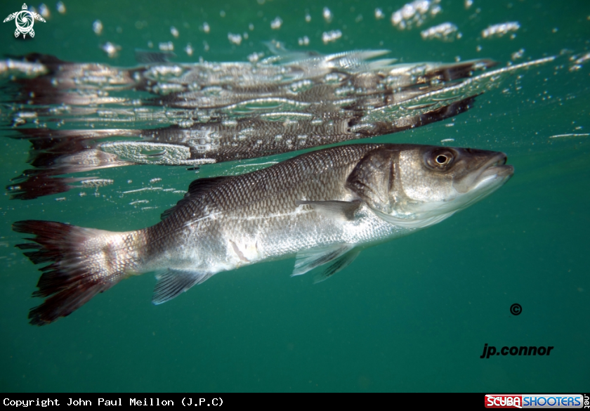 A Loup de Mer