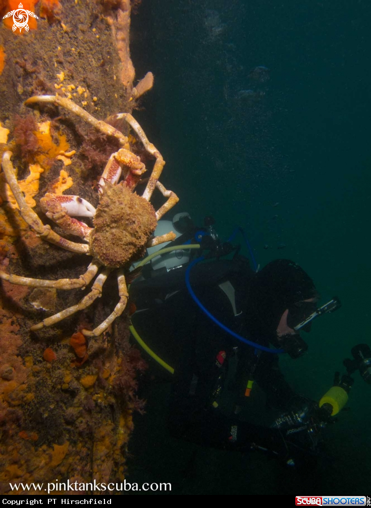 A Spider Crab