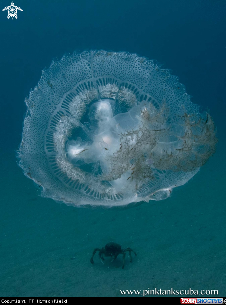 A Sea Jelly