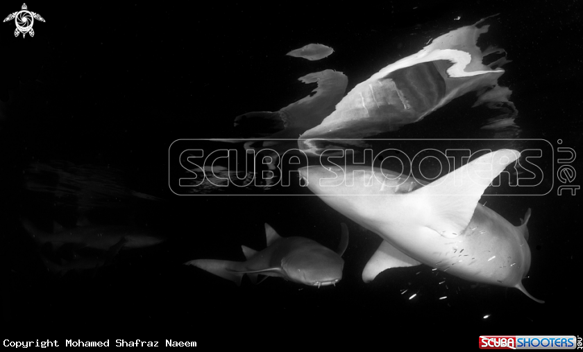 A Tawny Nurse Sharks