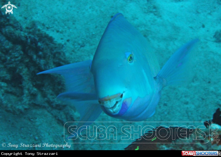 A Parrotfish