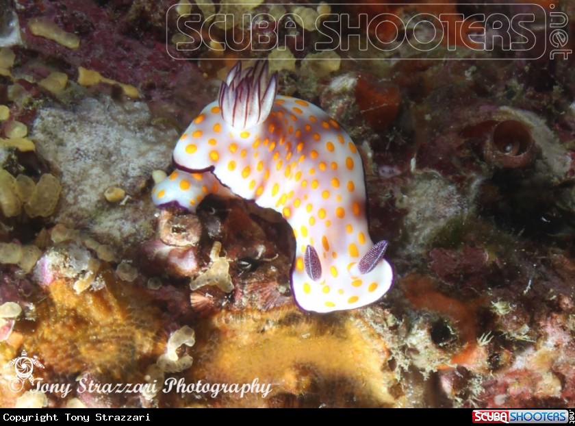 A Hypselodoris pulchella