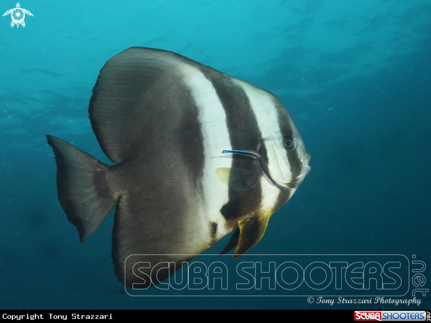 A Batfish / Cleaner wrasse