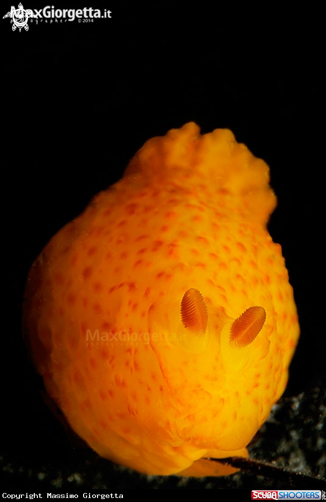 A nudibranch