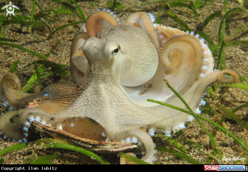 A Octopus