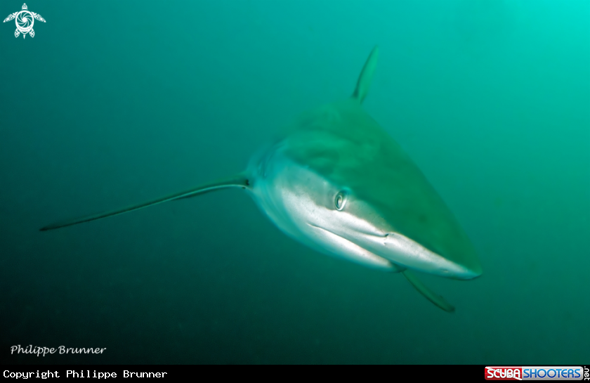 A Dusky shark