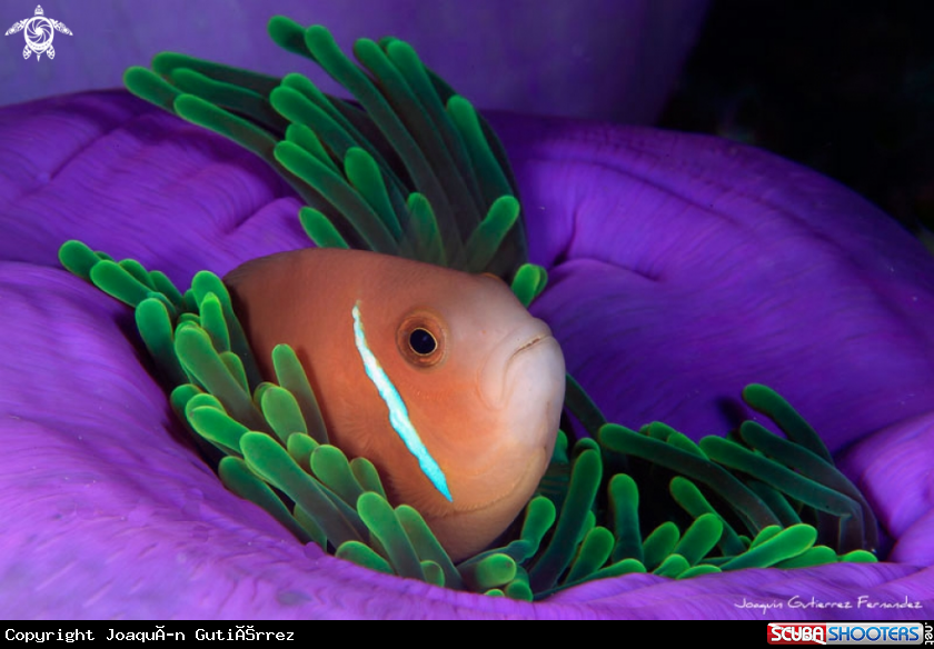 A clownfish