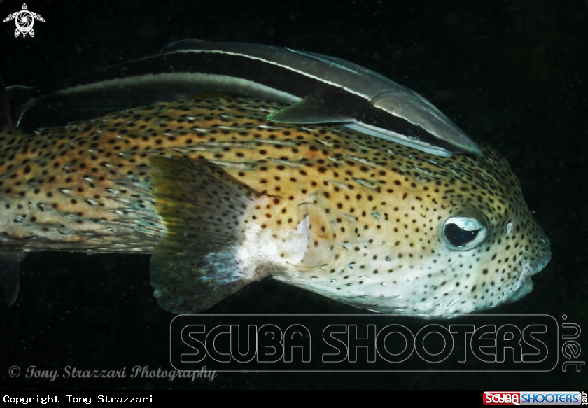 A Porcupinefish and suckerfish