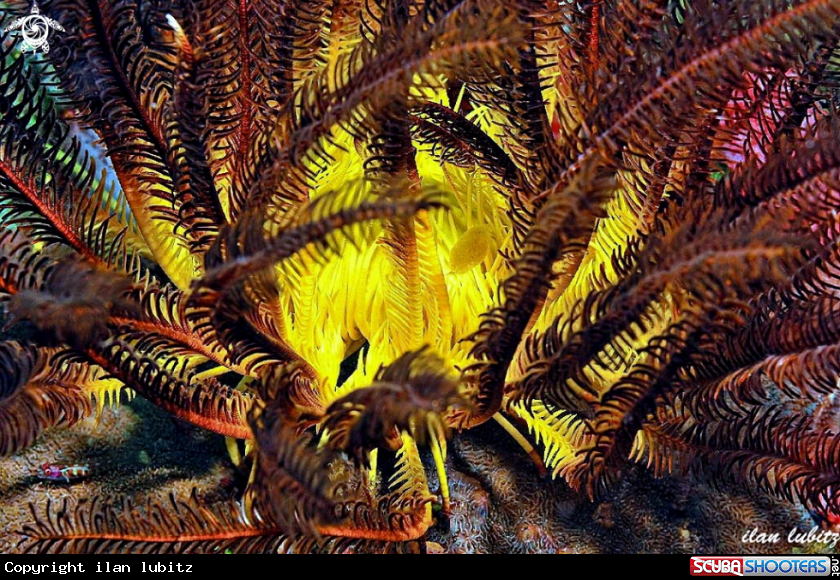 A feather star