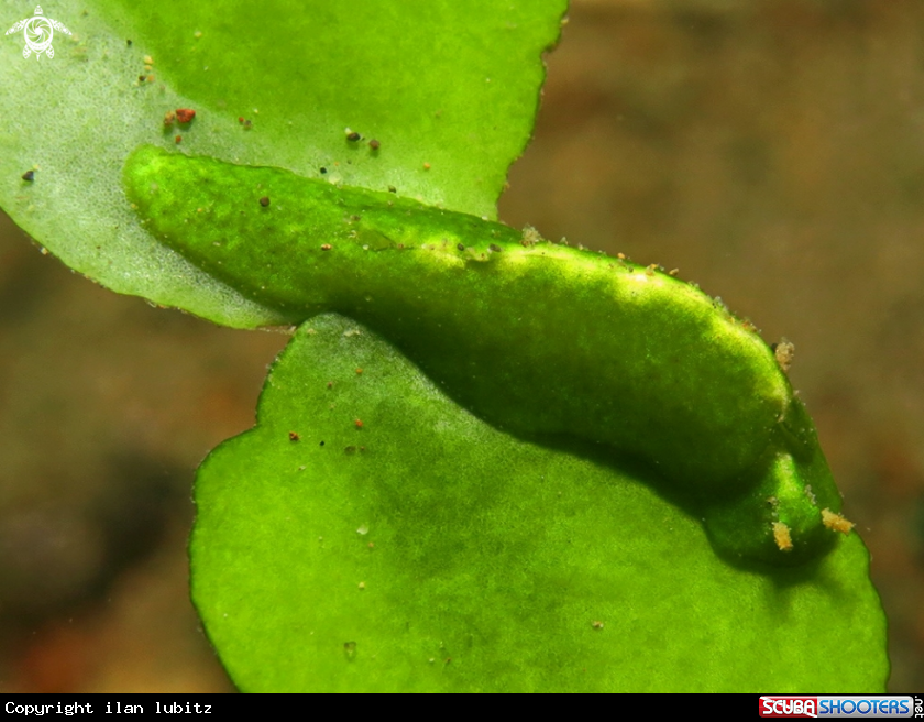 A sea slug