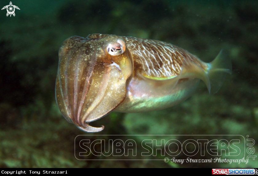 A Mourning Cuttle