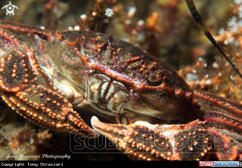 A Red Bait Crab