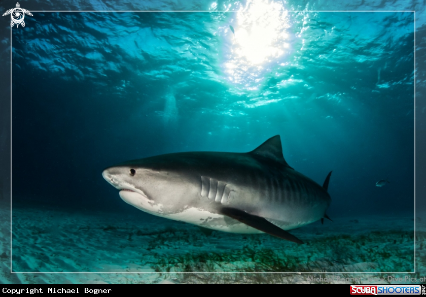 A Tiger Shark