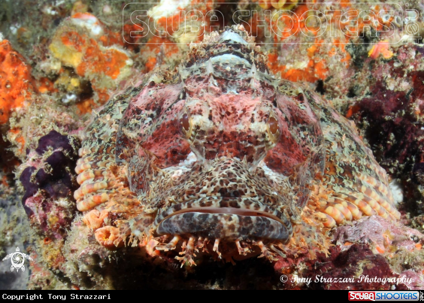 A Painted Scorpionfish