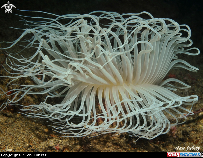 A tube anemone