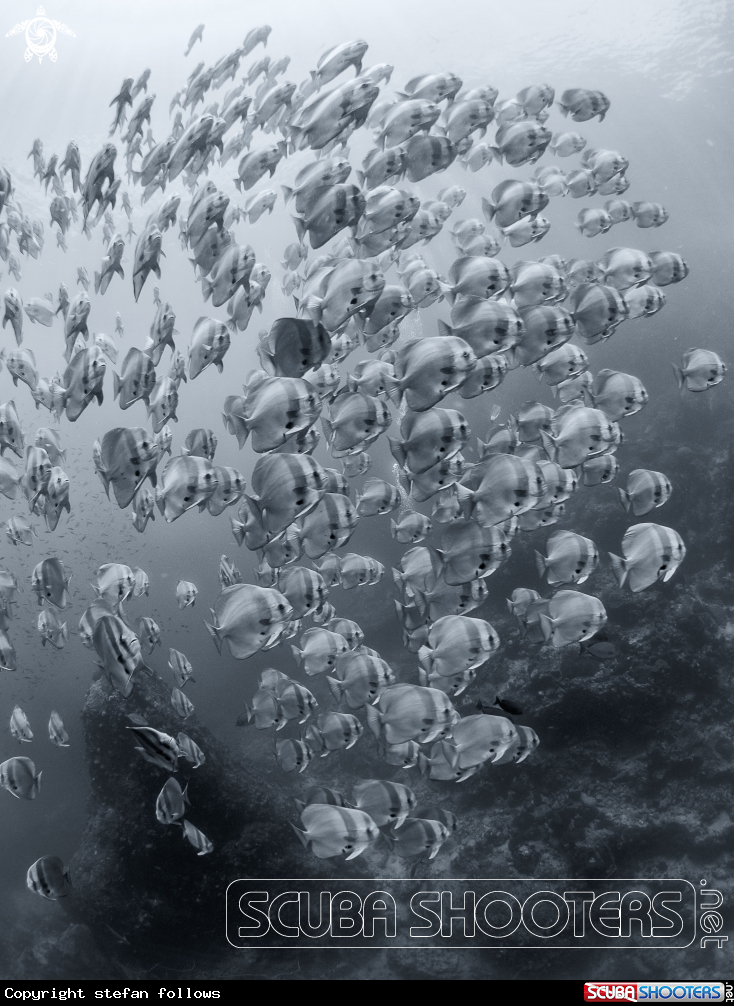 A Longfin Batfish