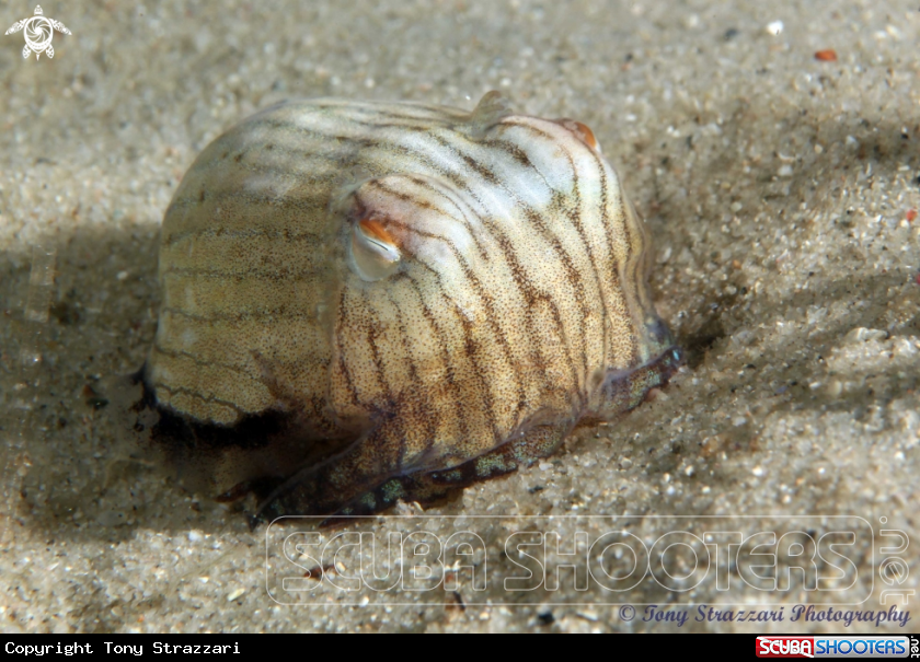 A Striped Pyjama Squid