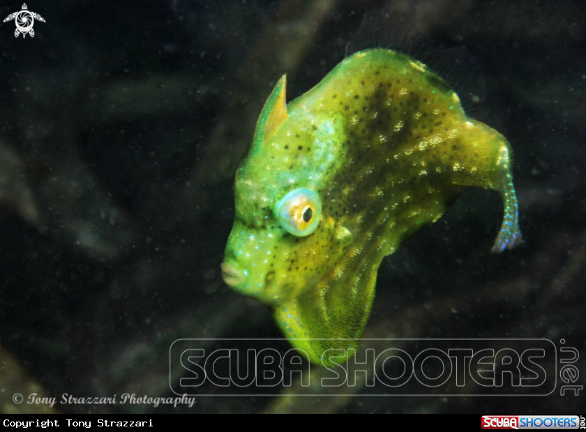 A Pygmy leatherjacket