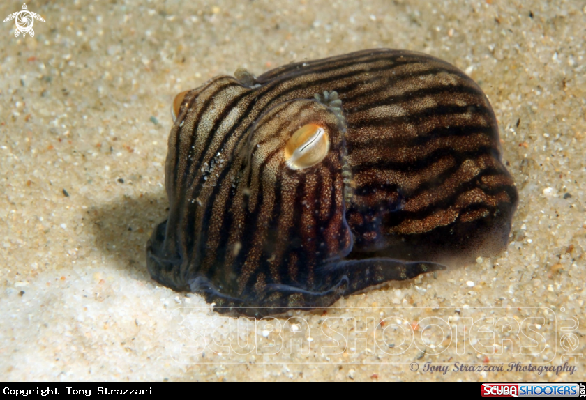 A Striped Pyjama Squid