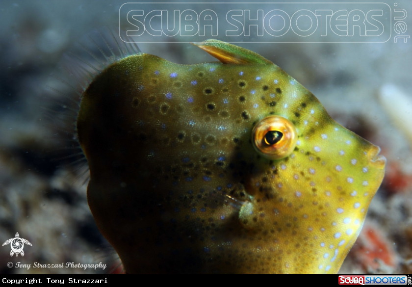 A Pygmy leatherjacket