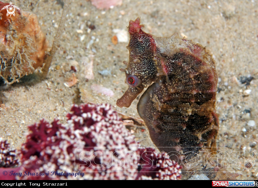 A White's seahorse