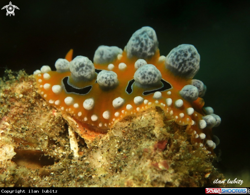 A nudibranch