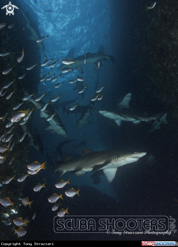 A Grey Nurse Shark (Sand Tiger, Ragged Tooth)