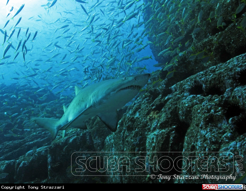 A Grey Nurse Shark (Sand Tiger, Ragged Tooth)