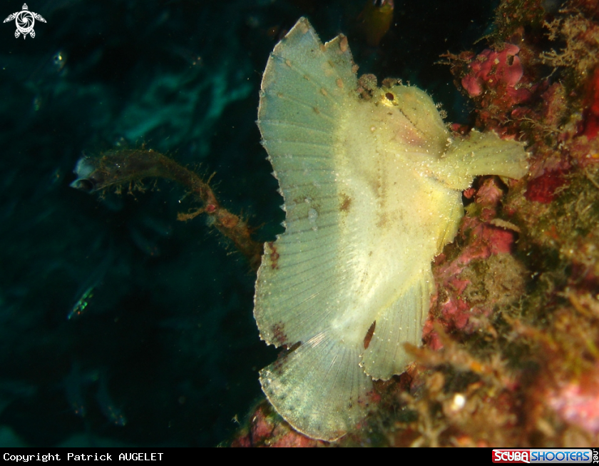 A poisson feuille